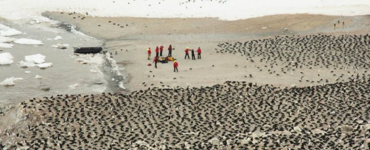 Откриха неподозирана суперколония на пингвини на отдалечен остров