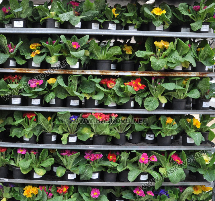 Осмомартенският пазар на цветя е в разгара си