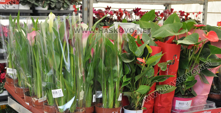 Осмомартенският пазар на цветя е в разгара си