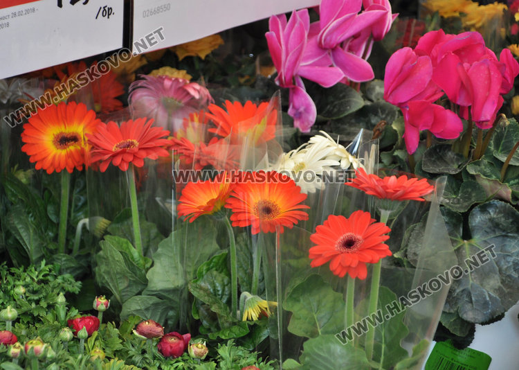 Осмомартенският пазар на цветя е в разгара си