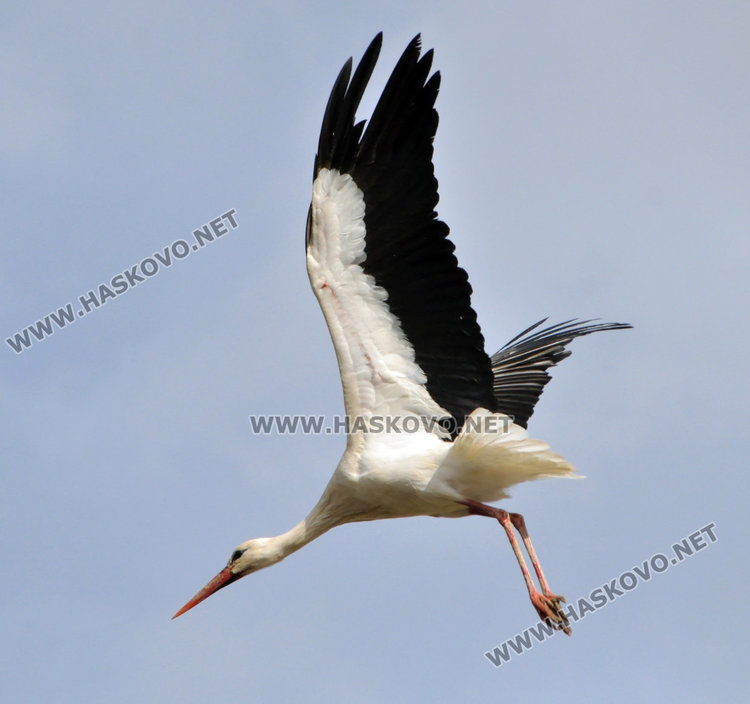 В Книжовник развързват мартениците, бял щъркел ги навести