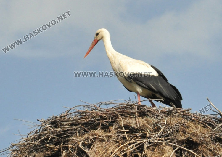 В Книжовник развързват мартениците, бял щъркел ги навести