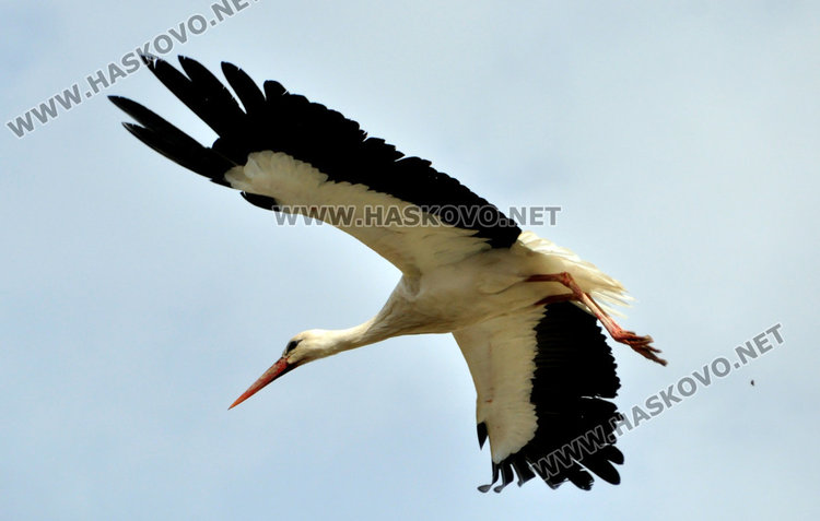 В Книжовник развързват мартениците, бял щъркел ги навести