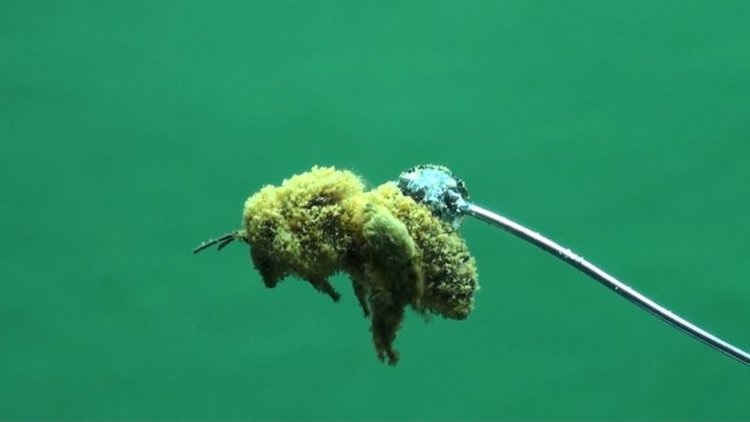 Защо пчелите са толкова космати (видео)