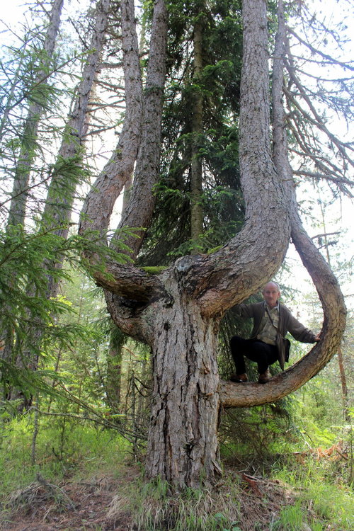 Вековно дърво от вида Черен бор  край село Борино е обявено  за защитено