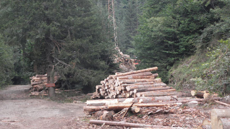 Полицията разследва незаконна сеч край село Габрица