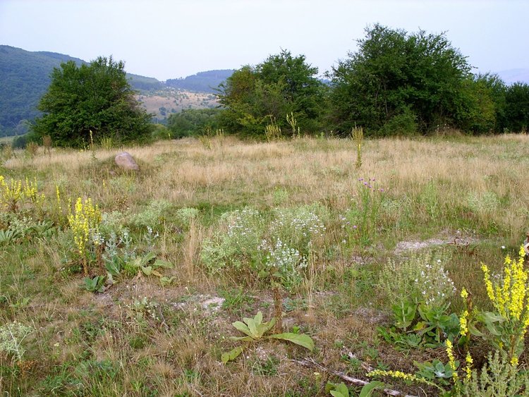 Забрана за масовата беритба на 24 билки