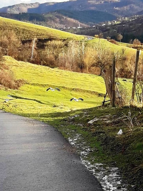 Първите щъркели дойдоха в Долно Прахово