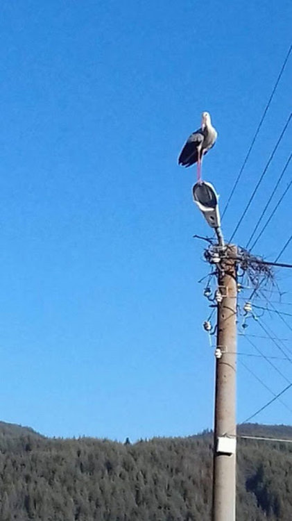 Единствената двойка щъркели, живееща в Смолянска област, се завърна