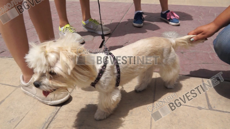 Вече ясни промените в наредбата за домашни любимци в Смолян, вижте къде ще ви глобят, ако ги разхождате