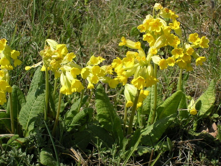 Само 100 кг иглика е квотата за бране в Смолянска област