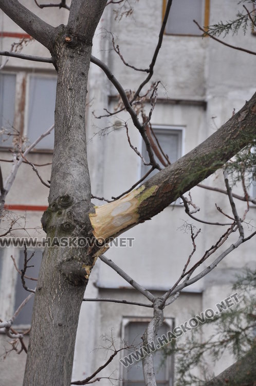 Наказват 63-годишен хасковлия, садил фиданки пред блока