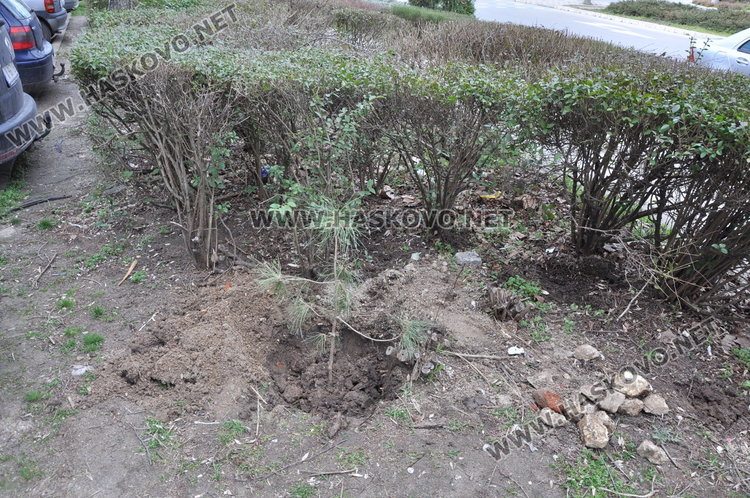 Наказват 63-годишен хасковлия, садил фиданки пред блока