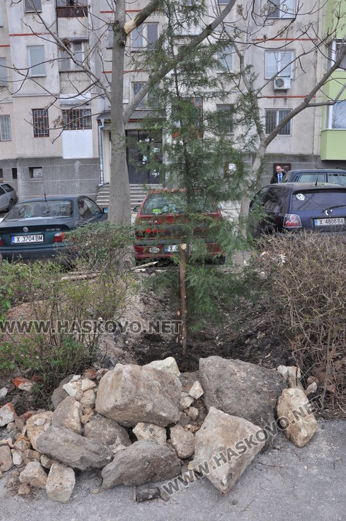 Общината: Преди да садите дърво пред блока, питайте