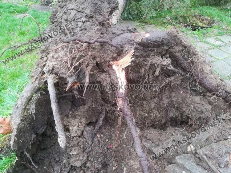Силният вятър изкорени дърво в Конуш