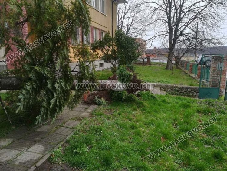Силният вятър изкорени дърво в Конуш