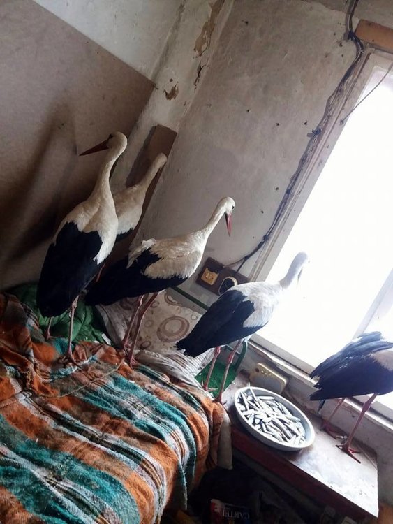 Петте спасени птици вече са стоплени и изглежда ще се справят с шока от студа и новия си временен дом