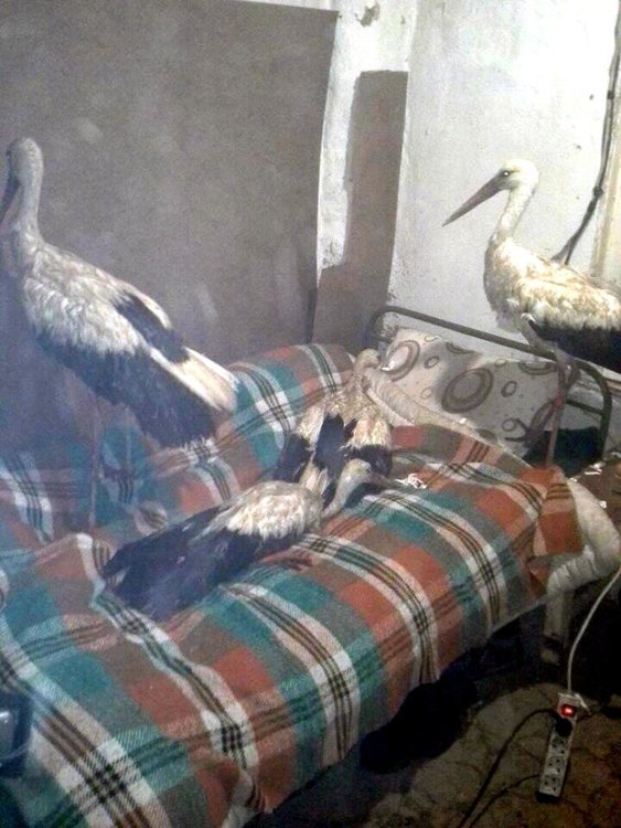 Четирите птици минути след като са били прибрани от Сафет