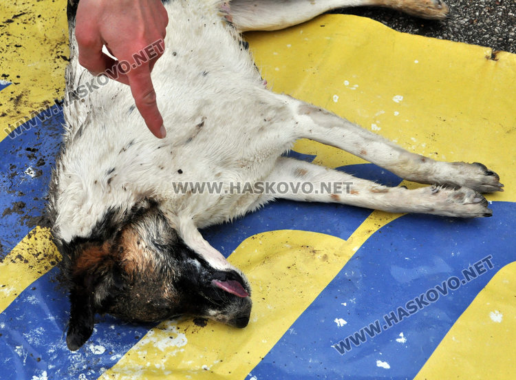 Тровят бездомни кучета до стадиона, убиха майка с две кутрета