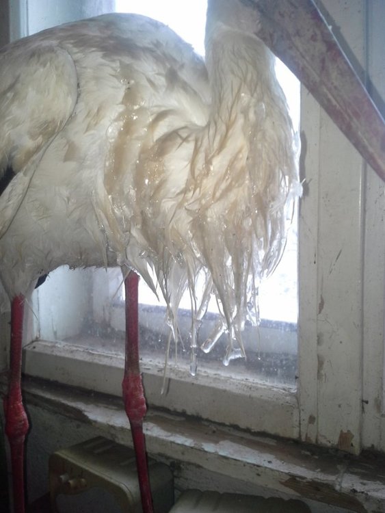 Замръзналите пера на птиците са били изцяло обледени