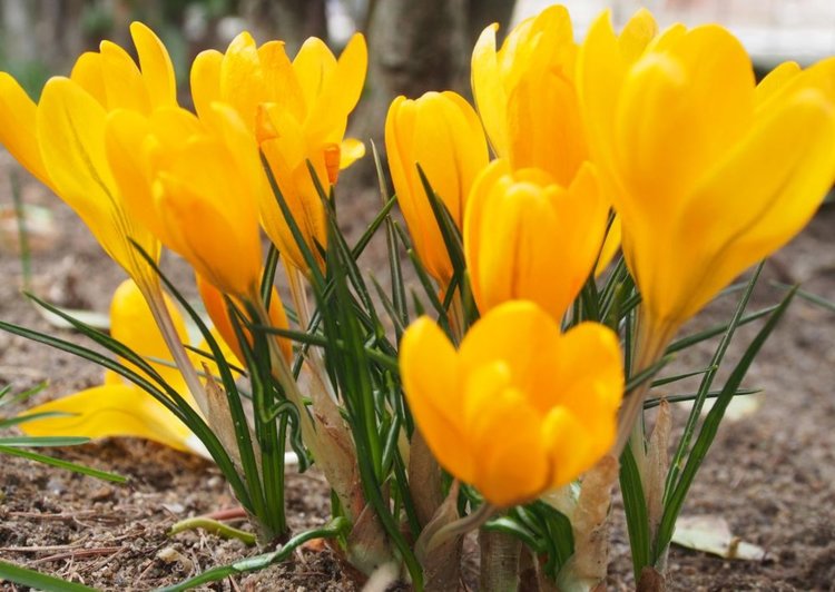 Настъпва астрономическата пролет