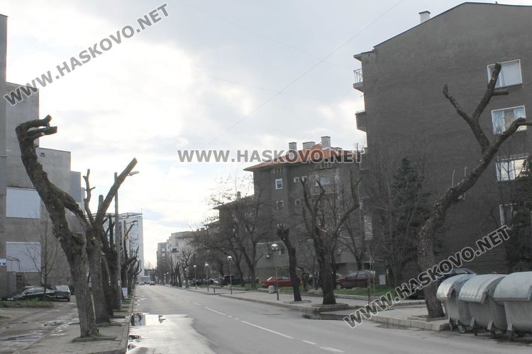 Защо се налага санитарно кастрене на дърветата в Димитровград?