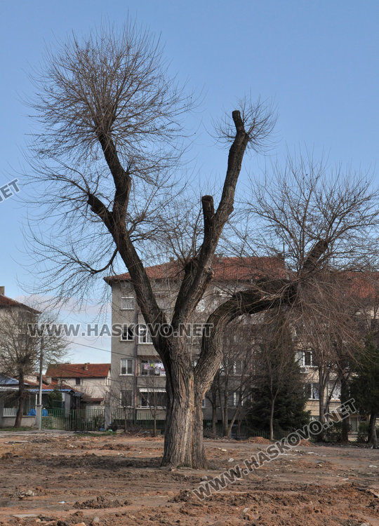 Вековният ясен, който в момента е в центъра на работната площадка по обновяването на двора на училището 
