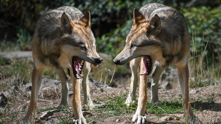 Вълци нападат и удушват животни посред бял ден в Синчец