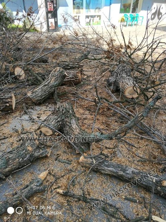 Защо се налага санитарно кастрене на дърветата в Димитровград?
