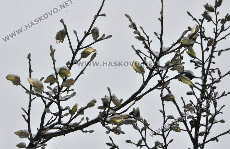 Магнолиите в Хасково разцъфнаха, още сняг в събота