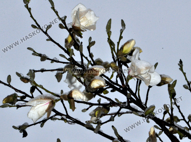 Магнолиите в Хасково разцъфнаха, още сняг в събота