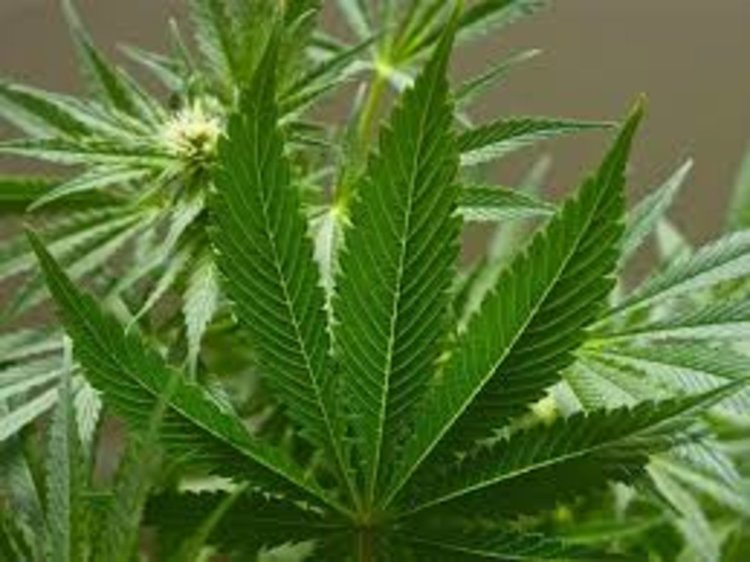 Откриха канабис в дома на 22-годишна димитровградчанка