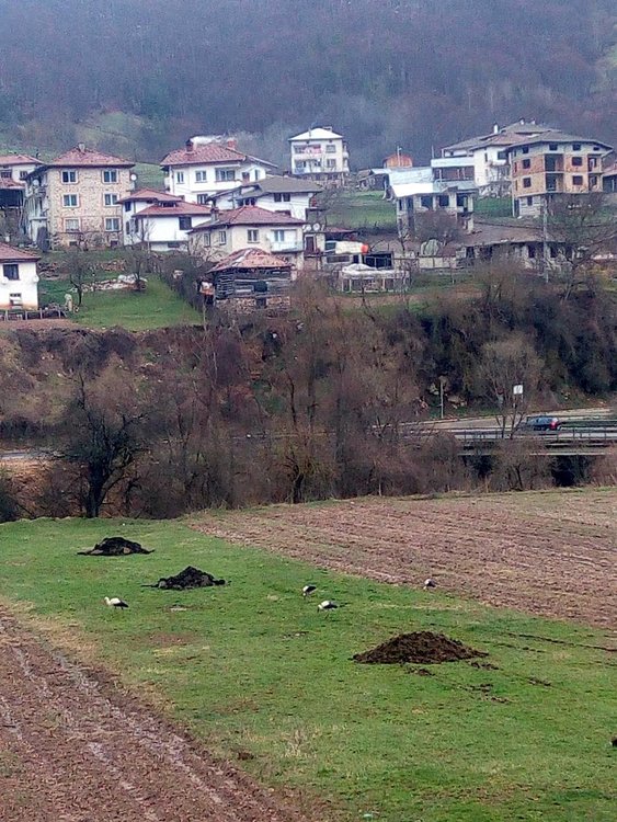 За пръв път от години щъркели пристигнаха в смолянското село Смилян