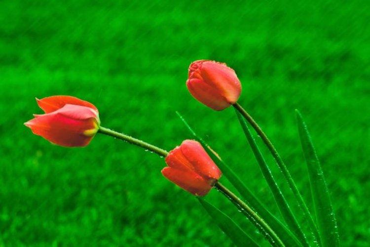 Затоплянето продължава, но с превалявания