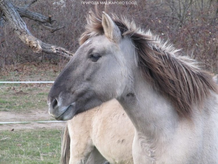 Момчилградчанин открадна див кон, цял тарпан за мезе