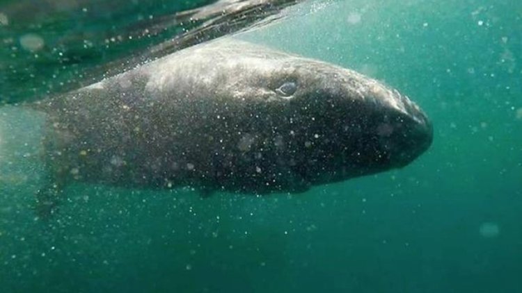 Най-старото гръбначно животно на Земята живее вече 512 години