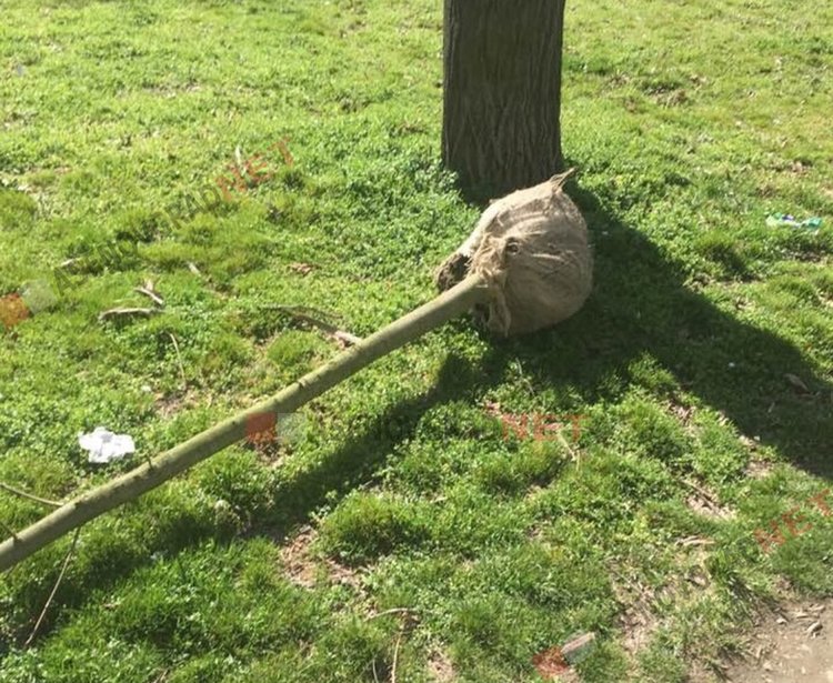 Чистят Асеновград за Великден