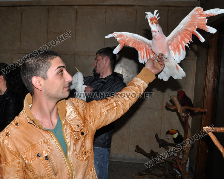 Розовото Какаду е изключително красиво, когато разпери крилата и качулката си 