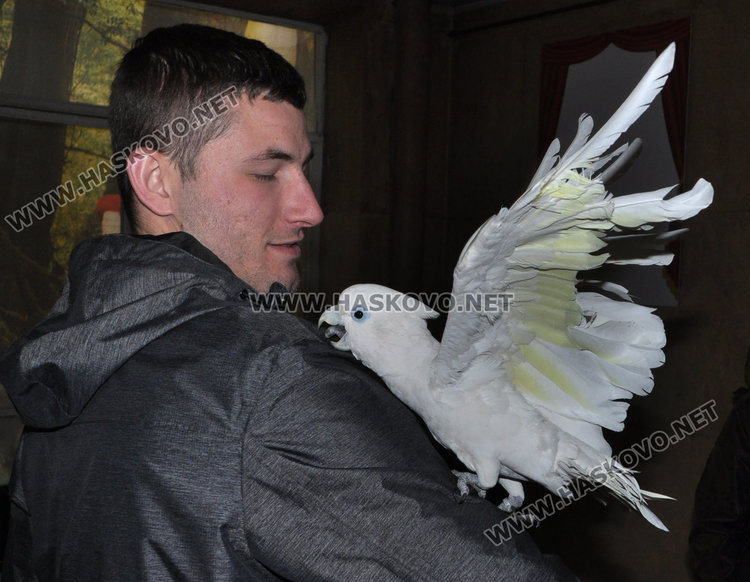 Най-големият папагал на света чака любопитковци в центъра на Хасково
