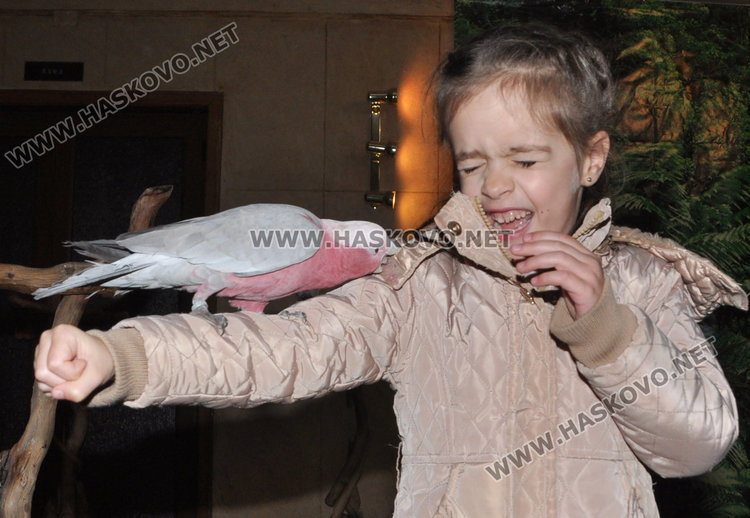 Най-големият папагал на света чака любопитковци в центъра на Хасково