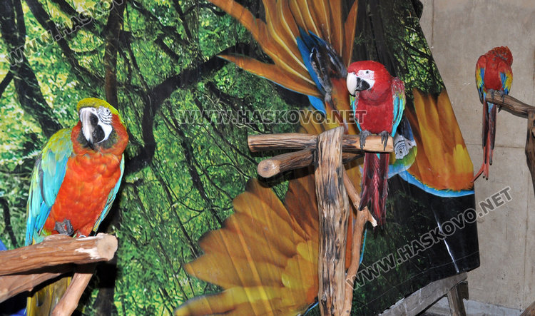 Най-големият папагал на света чака любопитковци в центъра на Хасково