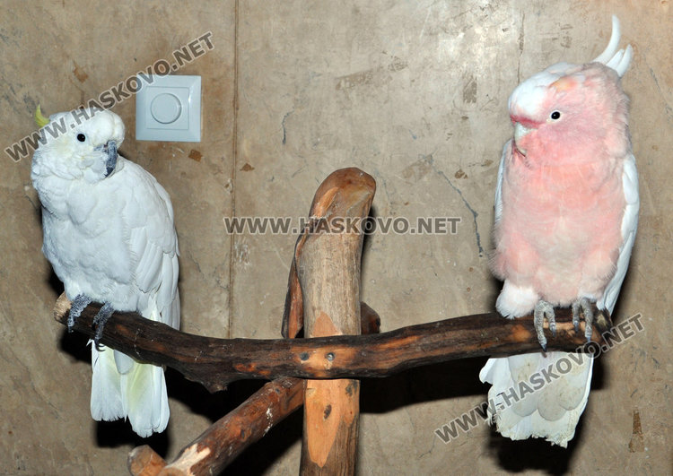 Най-големият папагал на света чака любопитковци в центъра на Хасково