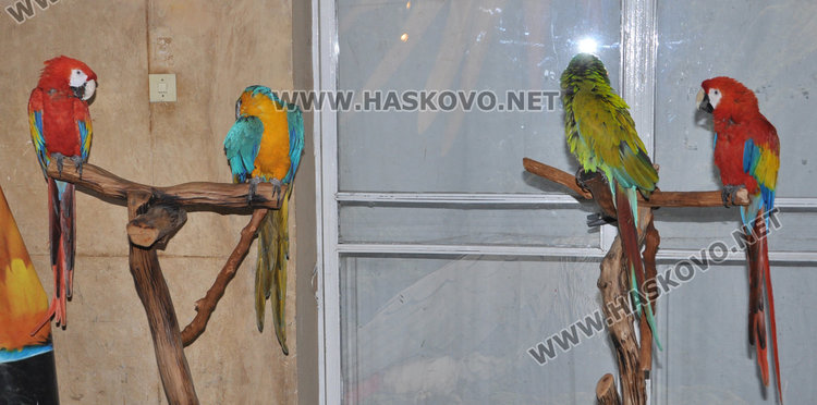 Най-големият папагал на света чака любопитковци в центъра на Хасково