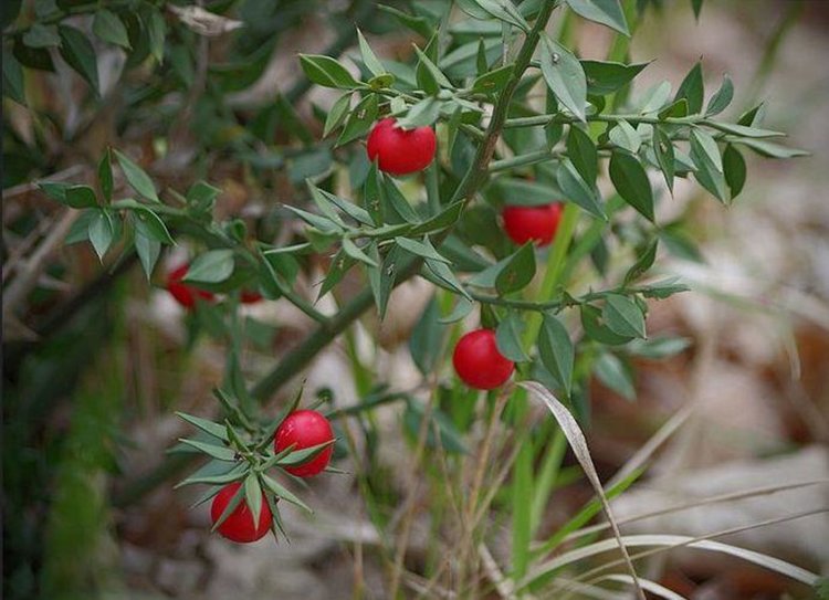 Екоексперти: Не купувайте цветя и върбови клонки от нерегламентирани търговци