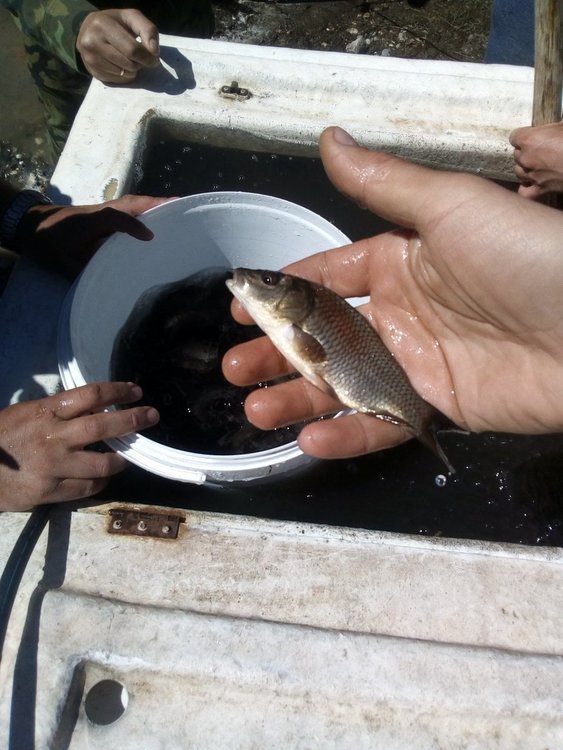 Зарибиха язовир "Цанков камък" с 14 хиляди шарана