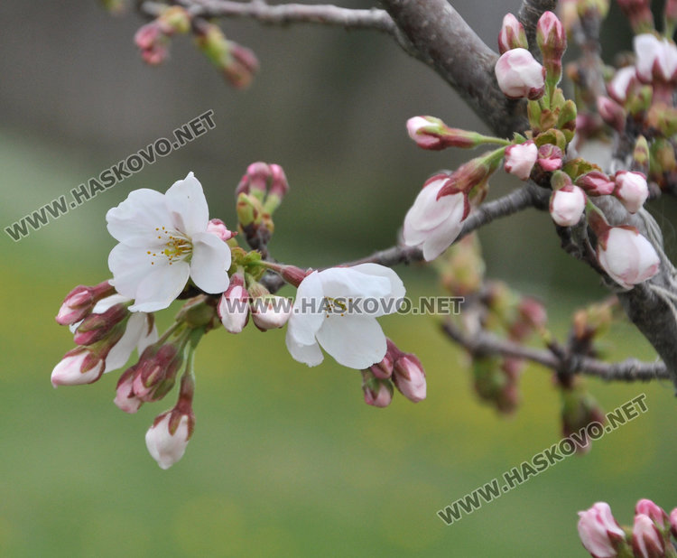 Японските вишни на Ямача цъфнаха