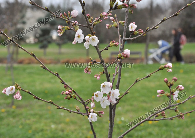 Японските вишни на Ямача цъфнаха