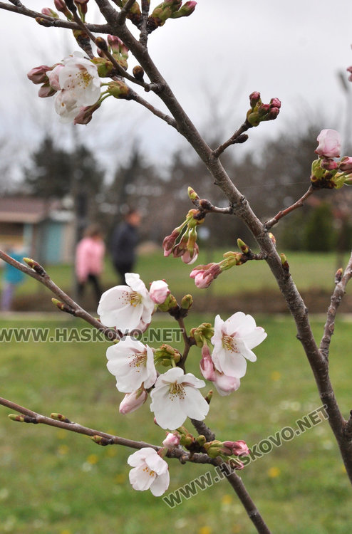 Японските вишни на Ямача цъфнаха