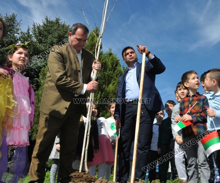 Засадиха чинари на детска площадка в Димитровград