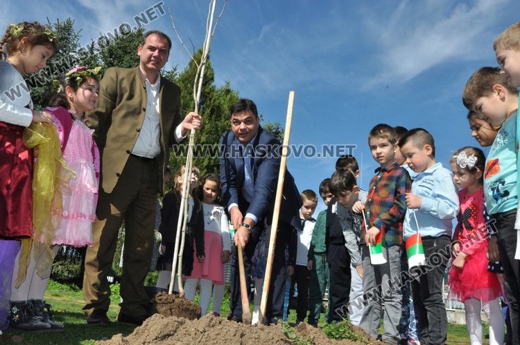 Засадиха чинари на детска площадка в Димитровград